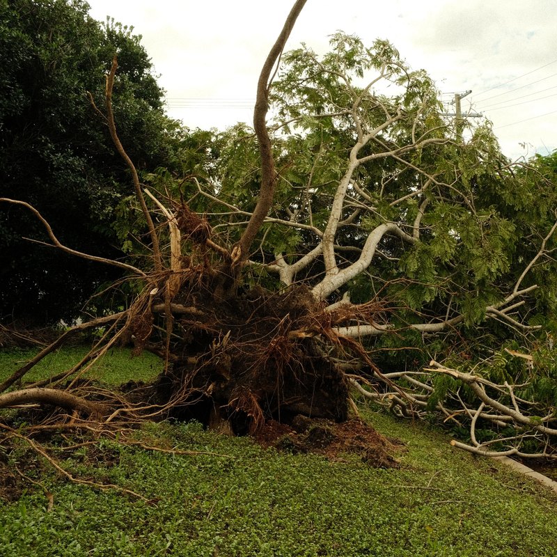 Large uprooted tree fallen across a green lawn beside a street and a white two-story house